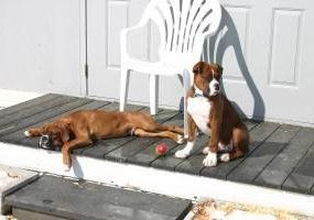 Boxer dogs resting after exercise